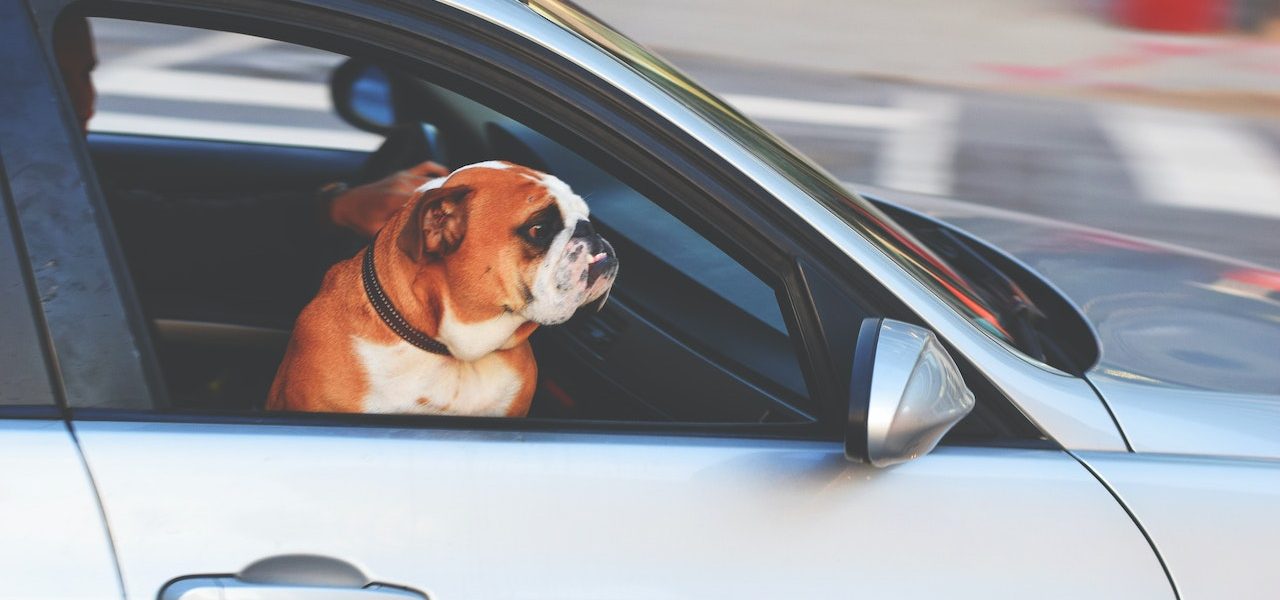 Cum să îți alegi o cușcă sau un ham potrivit pentru transportul animalului tău: dimensiune, material și confort