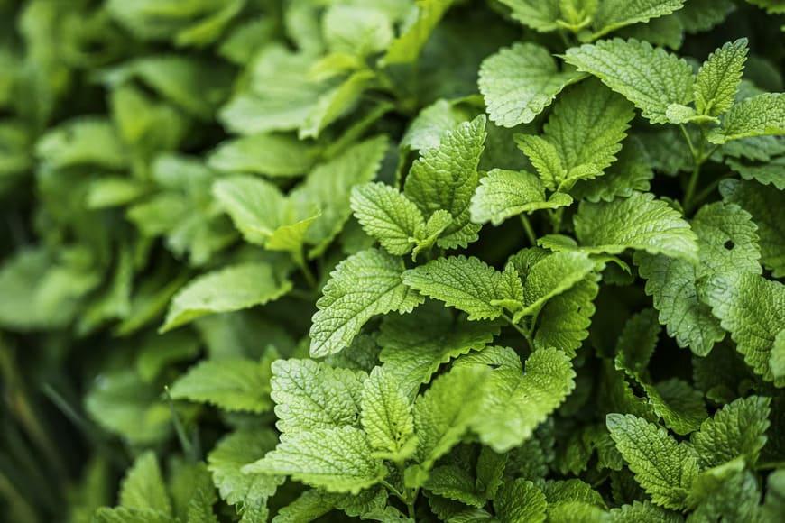 Roinița: o plantă medicinală cu efecte calmante, antispasmodice și carminative